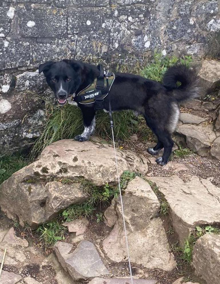 Image of dog Kobi, a friendly 5 year old boy, on a walk. Looking for a forever home through Leash of Life