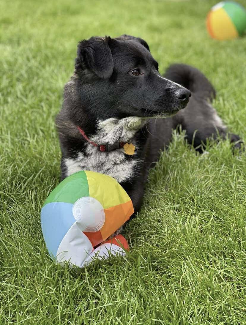 Image of dog Kobi, a friendly 5 year old boy, with a ball. Looking for a forever home through Leash of Life