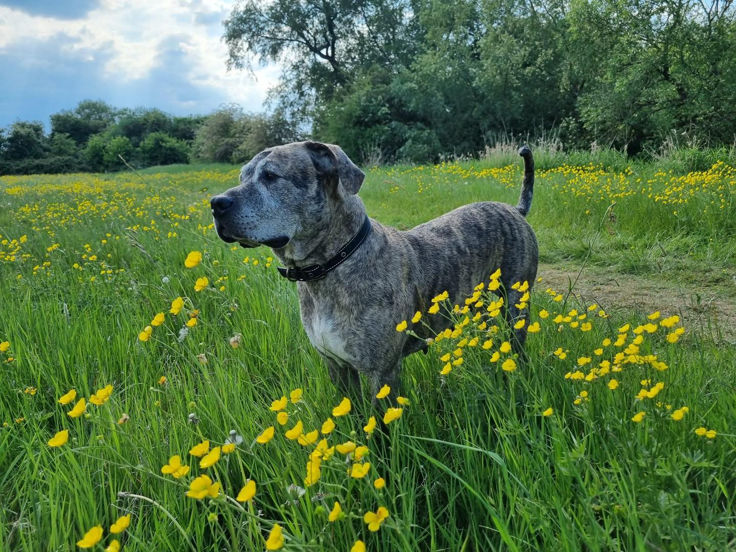 Image of dog Lils, a friendly 5 year old girl, among the buttercups. Looking for a forever home through Leash of Life