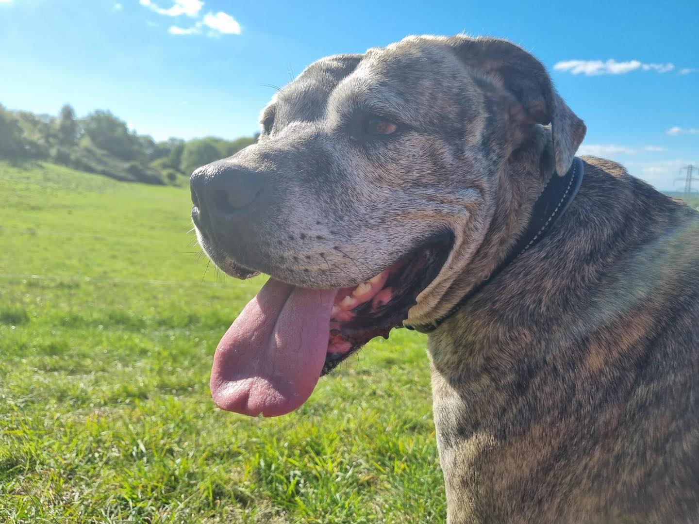 Image of dog Lils, a friendly 5 year old girl, in a field. Looking for a forever home through Leash of Life
