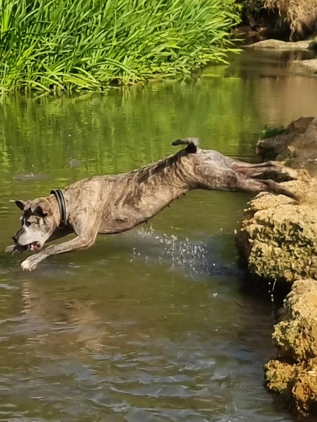 Image of dog Lils, a friendly 5 year old girl, jumping in to water. Looking for a forever home through Leash of Life