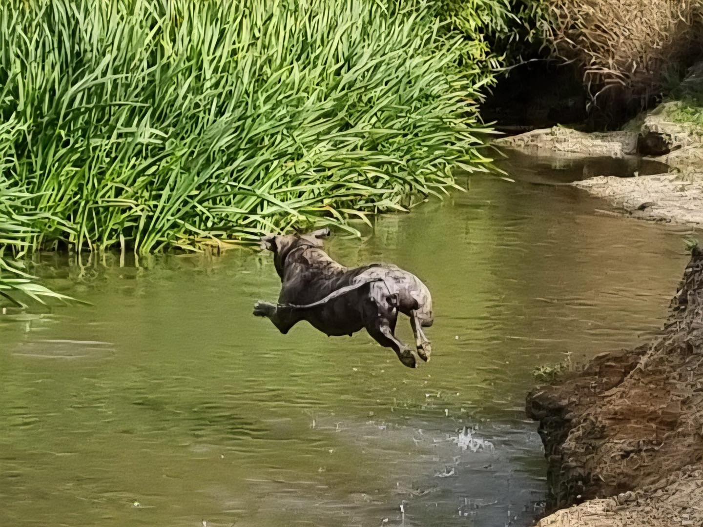 Image of dog Lils, a friendly 5 year old girl, leaping into a stream. Looking for a forever home through Leash of Life