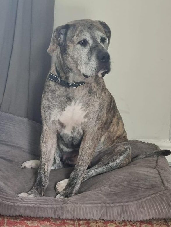 Image of dog Lils, a friendly 5 year old girl, sitting on her bed. Looking for a forever home through Leash of Life
