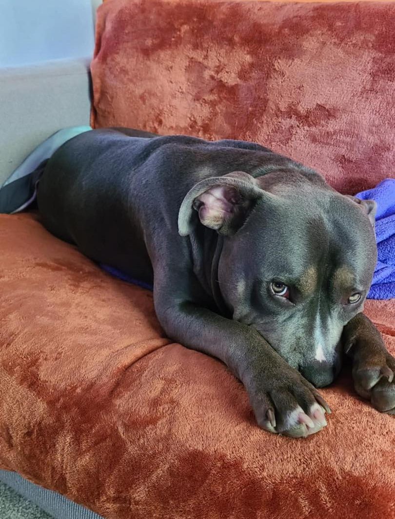 Image of dog Rocco, 2 year-old medium sized dog, on the sofa. Rocco is looking for a new forever home or a foster home, from Leash of Life.