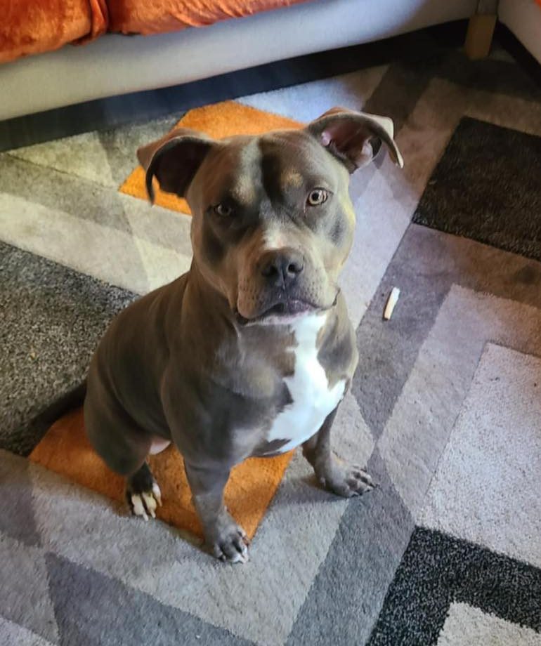 Image of dog Rocco, 2 year-old medium sized dog, on a carpet. Rocco is looking for a new forever home or a foster home, from Leash of Life.