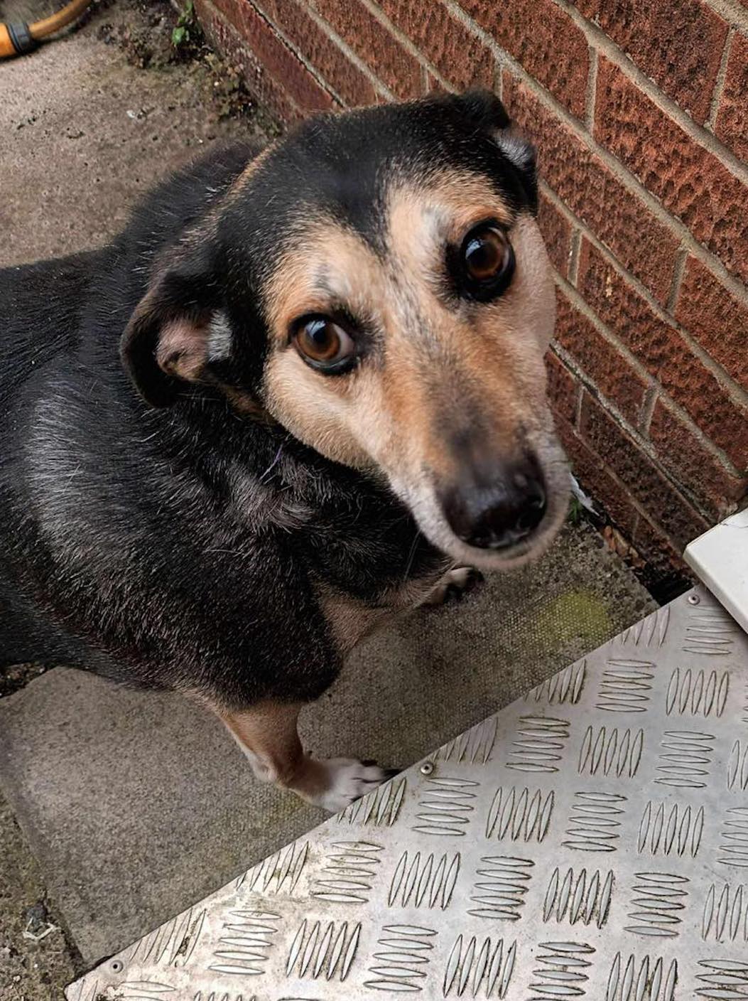 Image of dog Rudi, an 8 year old, medium size, small boy. Looking for a forever home with Leash of Life.