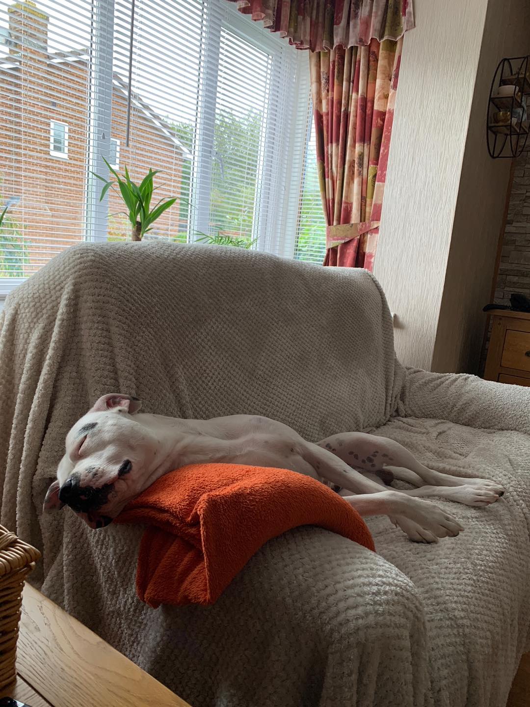Image of dog Jax, a friendly 2 year old boy, asleep on the sofa. Looking for a forever home through Leash of Life