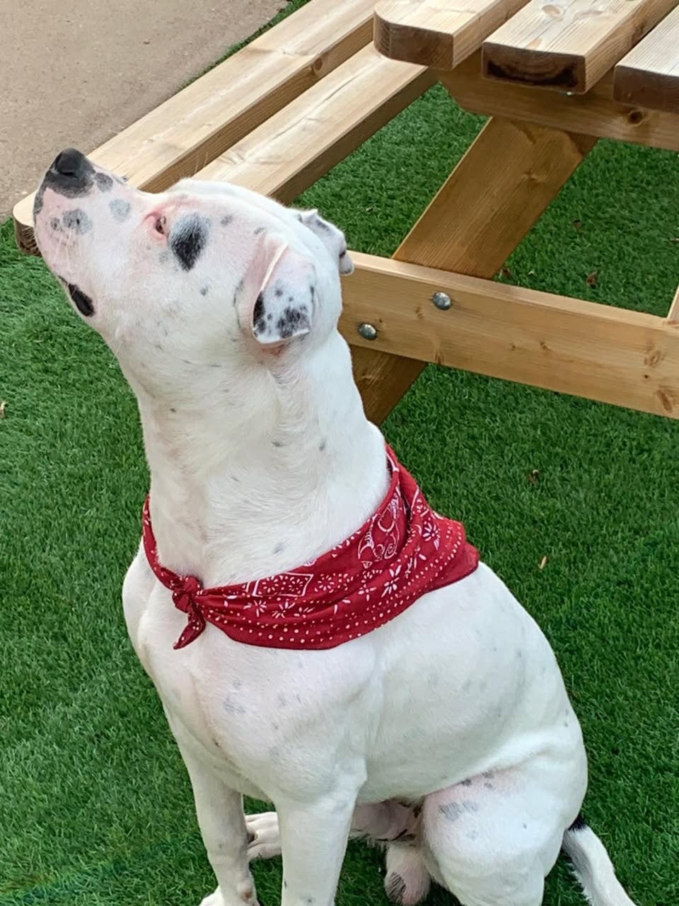 Image of dog Jax, a friendly 2 year old boy, in his red bandanna. Looking for a forever home through Leash of Life