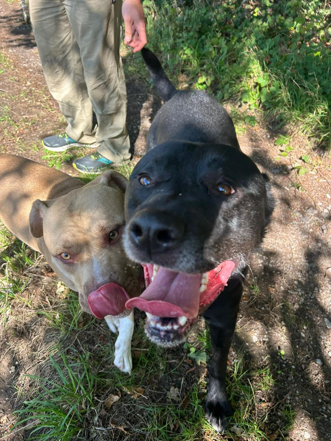 Dog Bear (on the right) and friend Image of dog Bear (right), a neutered 6/7 year old Lab x Rotti. Looking for a forever home through Leash of Life.