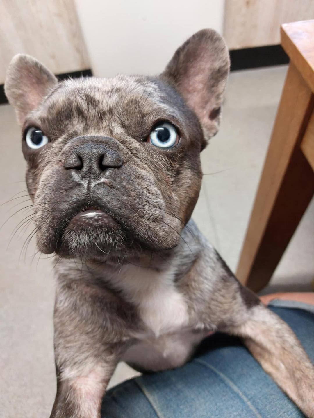 Image of dog Dave, 2-3 year old male, with blue eyes. Looking for his forever home from Leash of Life.