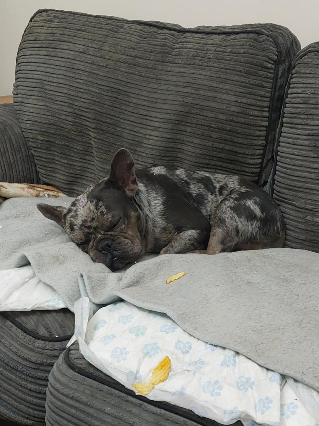 Image of Dave, 2-3 year old male, asleep on the sofa. Looking for his forever home from Leash of Life.