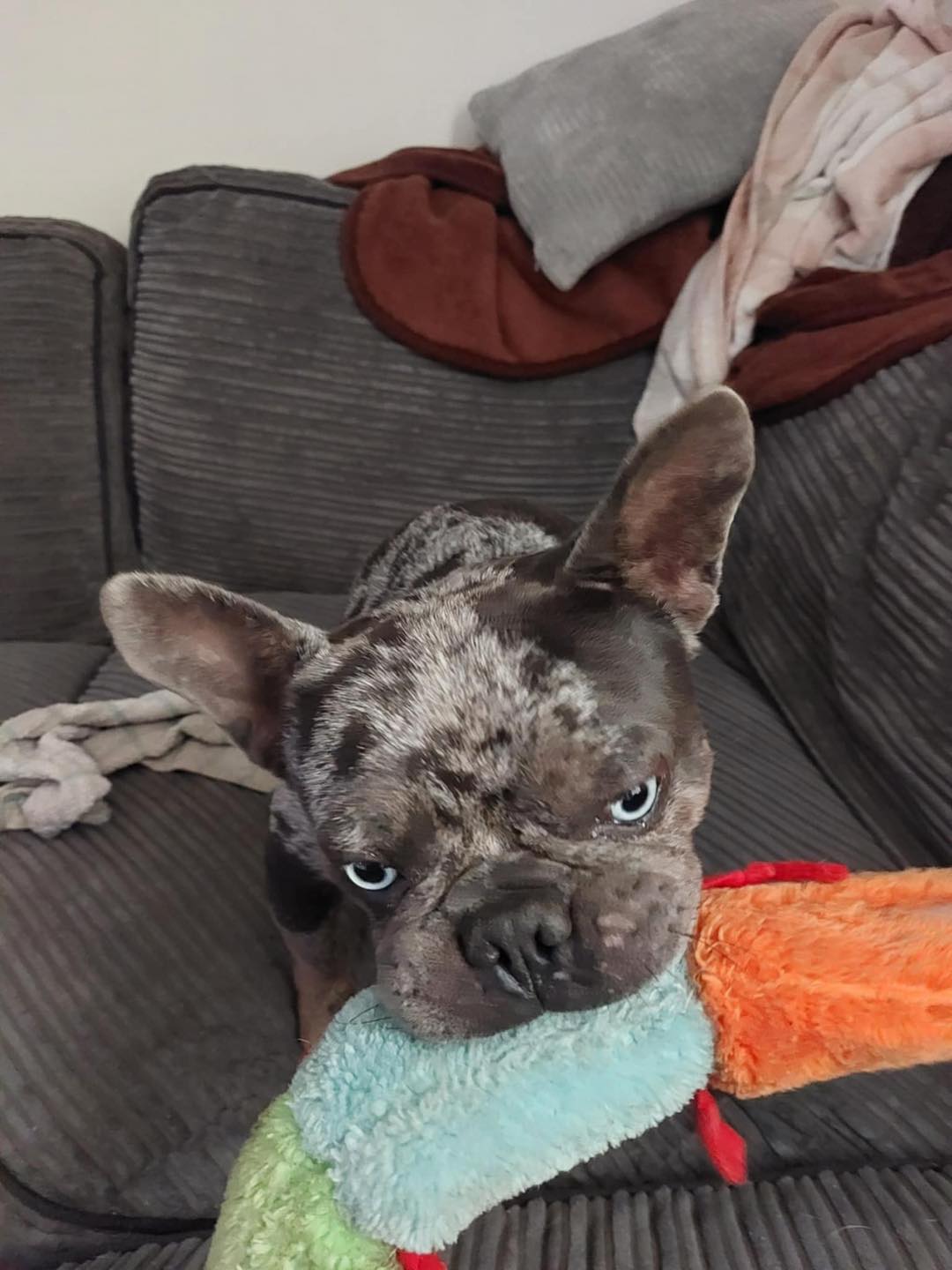 Image of Dave, 2-3 year old male. Looking for his forever home from Leash of Life.