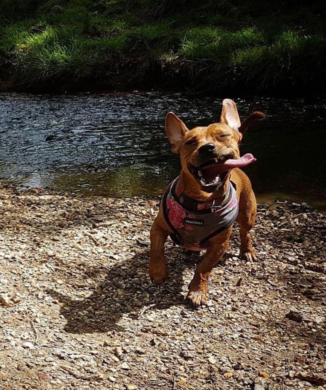 Image of Pip, an 8 year old Dachshund mix, by a river. Looking for her forever home from Leash of Life.
