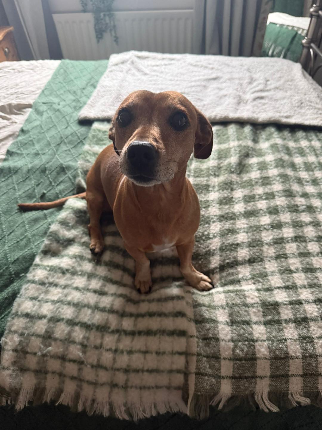 Image of Pip, an 8 year old Dachshund mix, sitting on the bed. Looking for her forever home from Leash of Life.