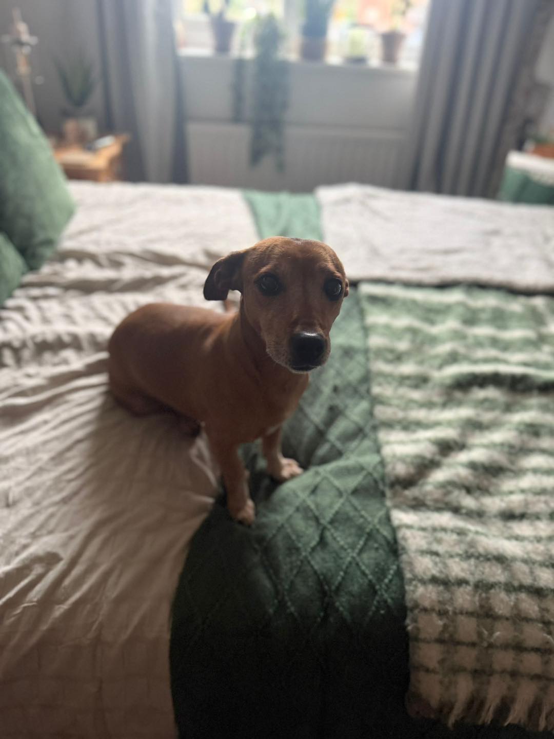 Image of dog Pip,8 year old Dachshund mix, sitting on the bed. Looking for her forever home from Leash of Life.