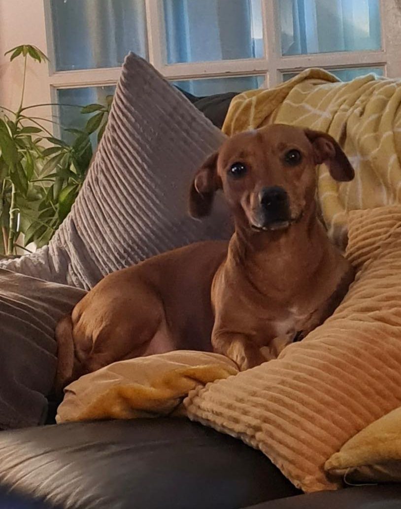 Image of Pip,8 year old Dachshund mix. Looking for her forever home from Leash of Life.