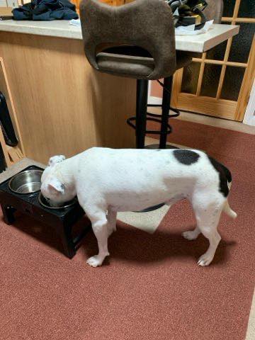 Image of dog Jax, a friendly 2 year old boy, having his tea. Looking for a forever home through Leash of Life