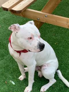 Image of dog Jax, a friendly 2 year old boy, on grass. Looking for a forever home through Leash of Life