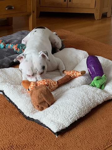 Image of dog Jax, a friendly 2 year old boy, with his toys. Looking for a forever home through Leash of Life