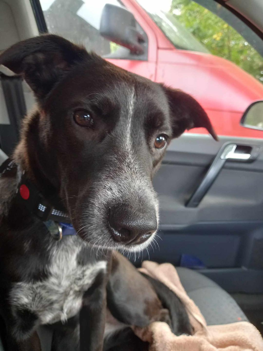 Image of dog Mimi, a friendly 1 year old collie mix girl, in the car. Looking for a forever home through Leash of Life.