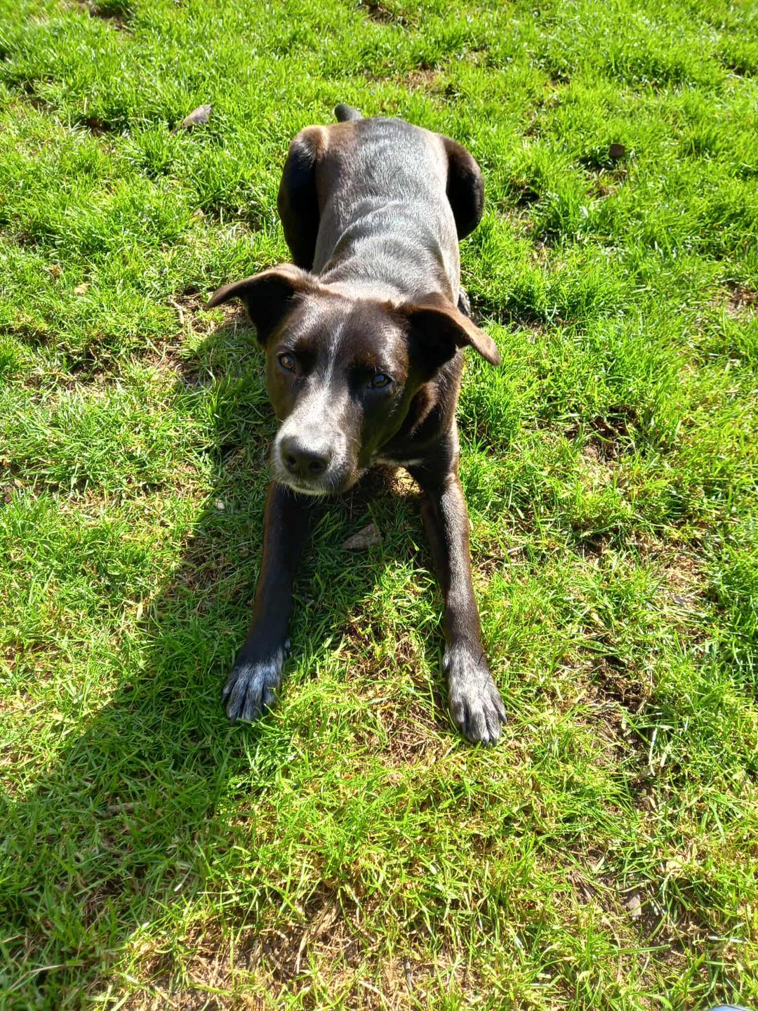 Image of dog Mimi, a friendly 1 year old collie mix girl, lying on grass. Looking for a forever home through Leash of Life.