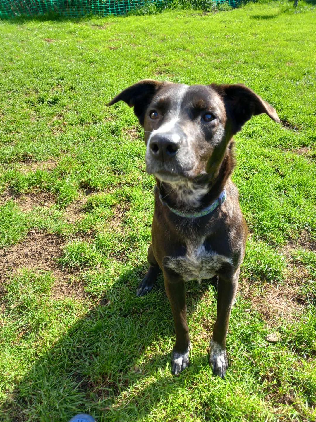 Image of dog Mimi, a friendly 1 year old collie mix girl. Looking for a forever home through Leash of Life.