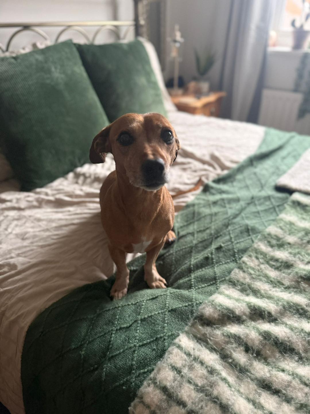 Image of Pip,8 year old Dachshund mix, sitting on the bed. Looking for her forever home from Leash of Life.