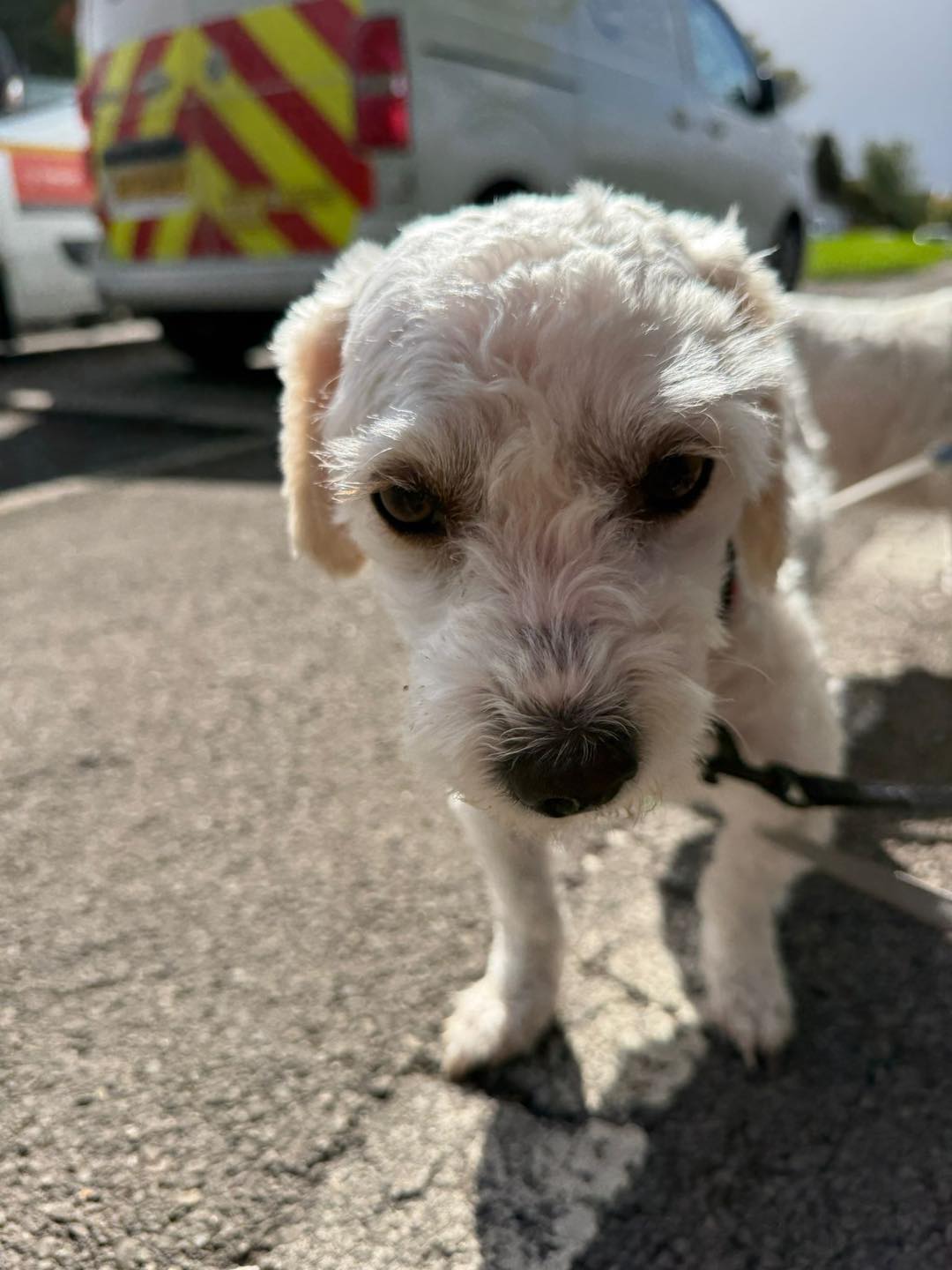Image of Willow or Daisy, 3-4 year old Bichon mix sisters, on the lead. Looking for their forever home from Leash of Life.