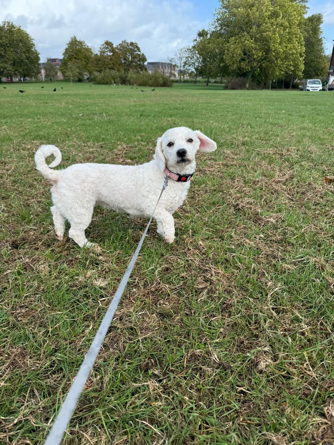 Image of Willow or Daisy, 3-4 year old Bichon mix sisters, on lead. Looking for their forever home from Leash of Life.