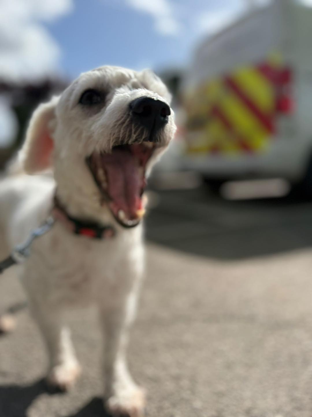 Image of Willow or Daisy, 3-4 year old Bichon mix sisters, yawning. Looking for their forever home from Leash of Life.
