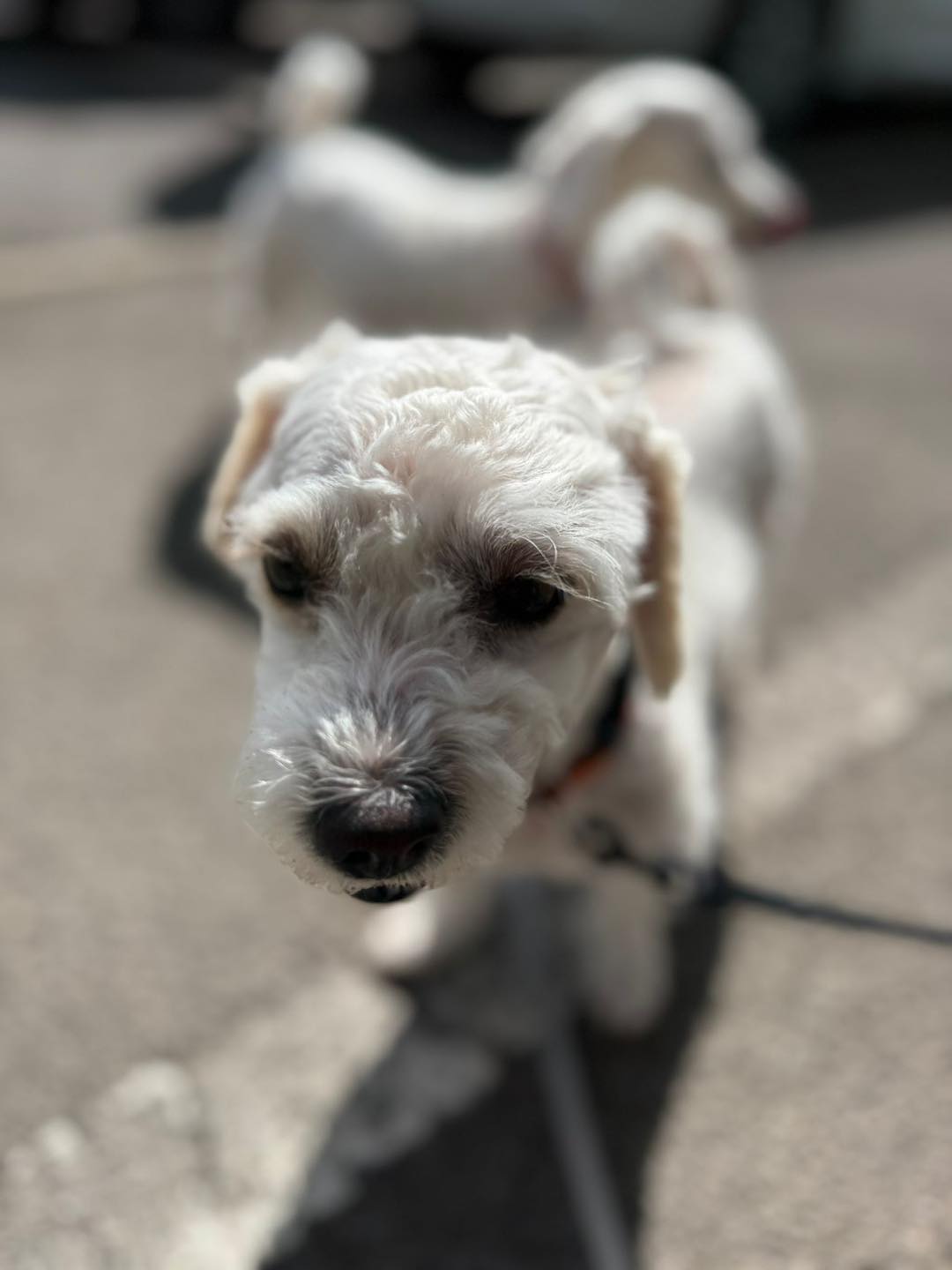 Image of Willow and Daisy, 3-4 year old Bichon mix sisters, outside. Looking for their forever home from Leash of Life.