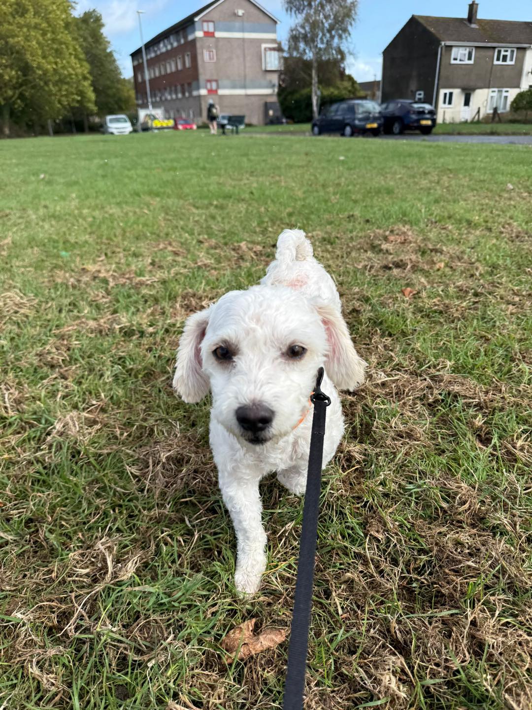 Image of Willow and Daisy, 3-4 year old Bichon mix sisters. Looking for their forever home from Leash of Life.