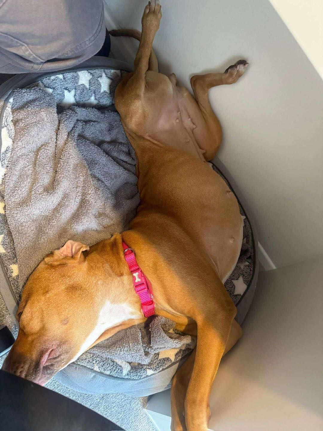 Juno asleep Image of dog Juno, medium sized dog, asleep. Looking for a new forever home or a foster home, from Leash of Life.