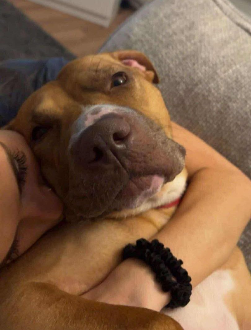 Juno being hugged Image of dog Juno, medium sized dog, being hugged. Looking for a new forever home or a foster home, from Leash of Life.