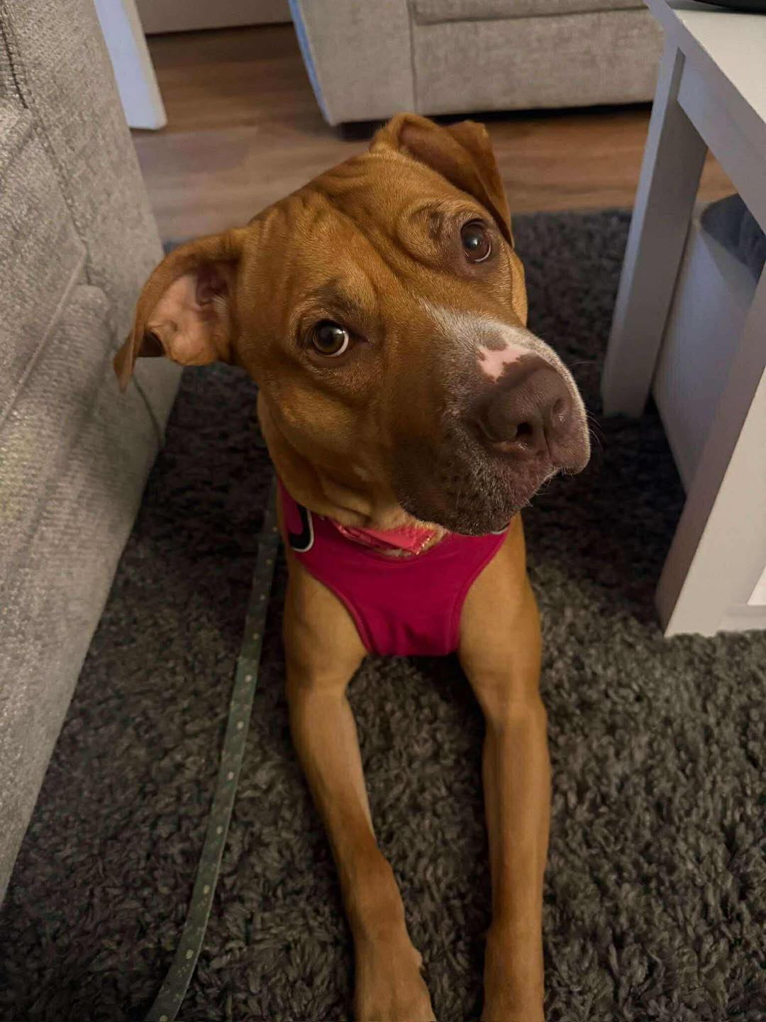 Juno on a rug Image of dog Juno, medium sized dog, on a rug. Looking for a new forever home or a foster home, from Leash of Life.