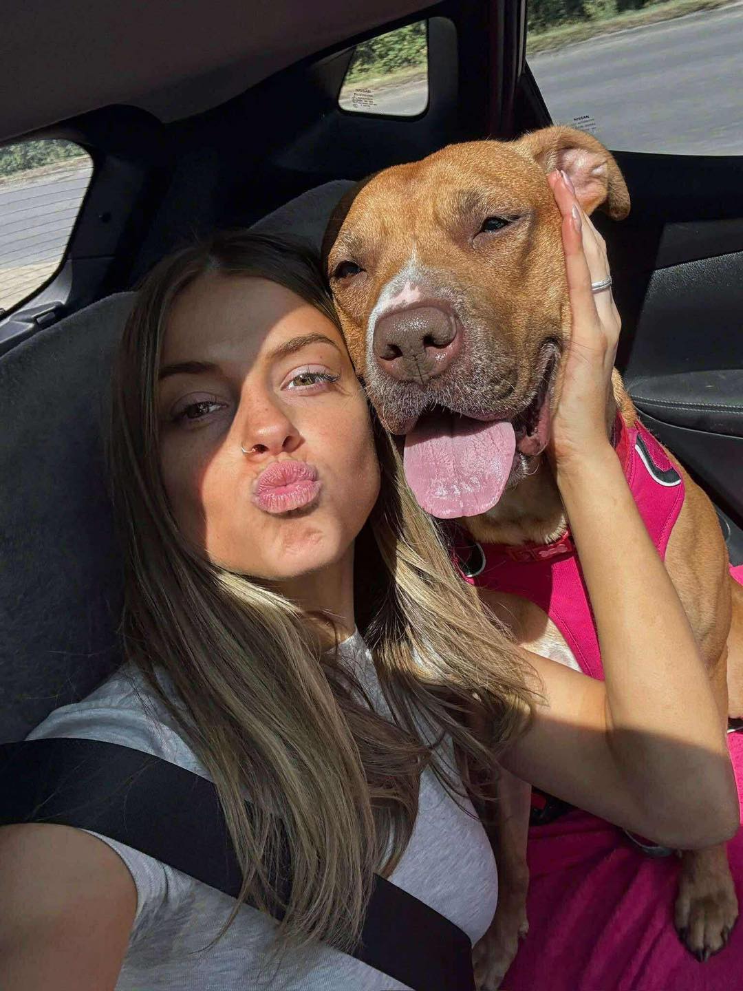 Juno in the car Image of dog Juno, medium sized dog, in the car. Looking for a new forever home or a foster home, from Leash of Life.