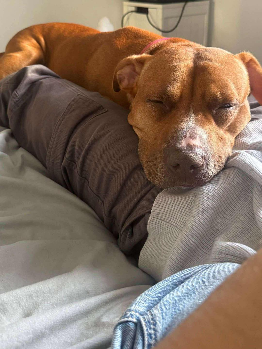 Juno lying on bed Image of dog Juno, medium sized dog, lying on the bed. Looking for a new forever home or a foster home, from Leash of Life.