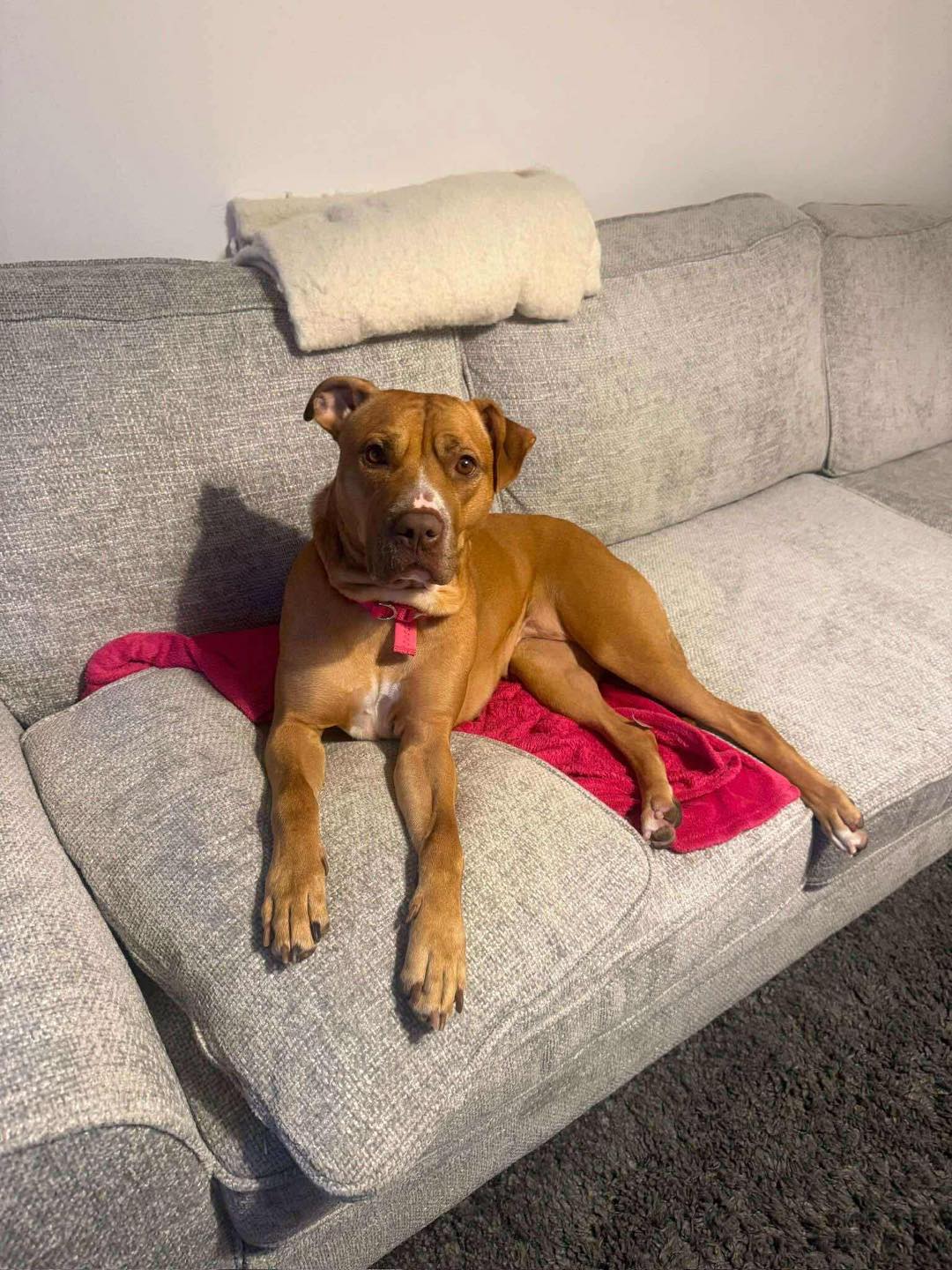 Juno on the sofa Image of dog Juno, medium sized dog, on the sofa. Looking for a new forever home or a foster home, from Leash of Life.