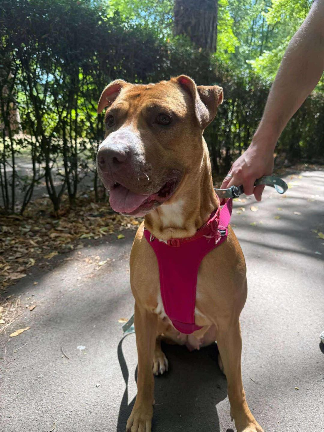 Juno in his harness Image of dog Juno, medium sized dog, in his harness. Looking for a new forever home or a foster home, from Leash of Life.