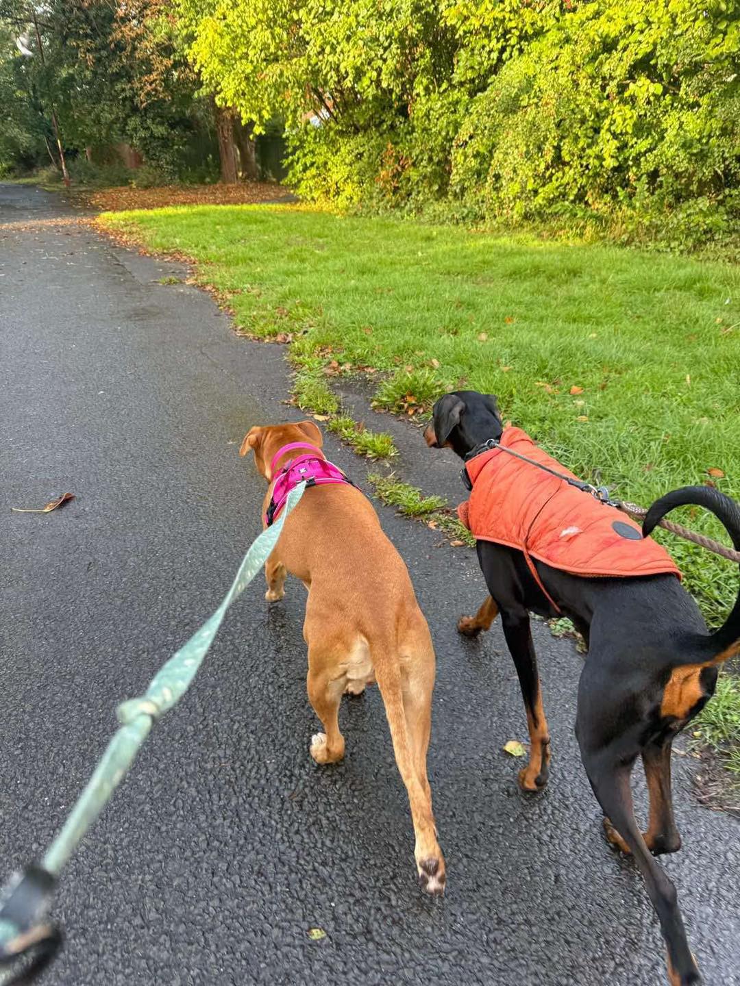 Juno walking with a doggy pal Image of dog Juno, medium sized dog, walking with another dog. Looking for a new forever home or a foster home, from Leash of Life.