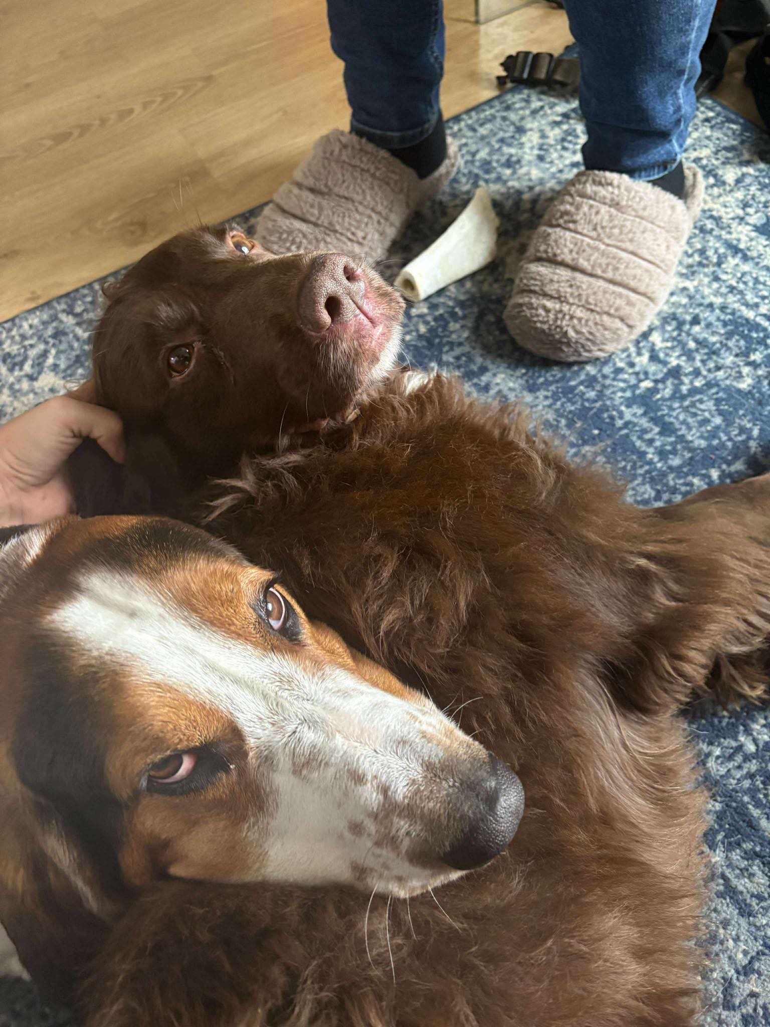 Image of Loki, 7 year-old Spaniel, and Oscar, 3-year-old Bassett Hound, on a rug. Looking for a foster or forever home together, from Leash of Life.