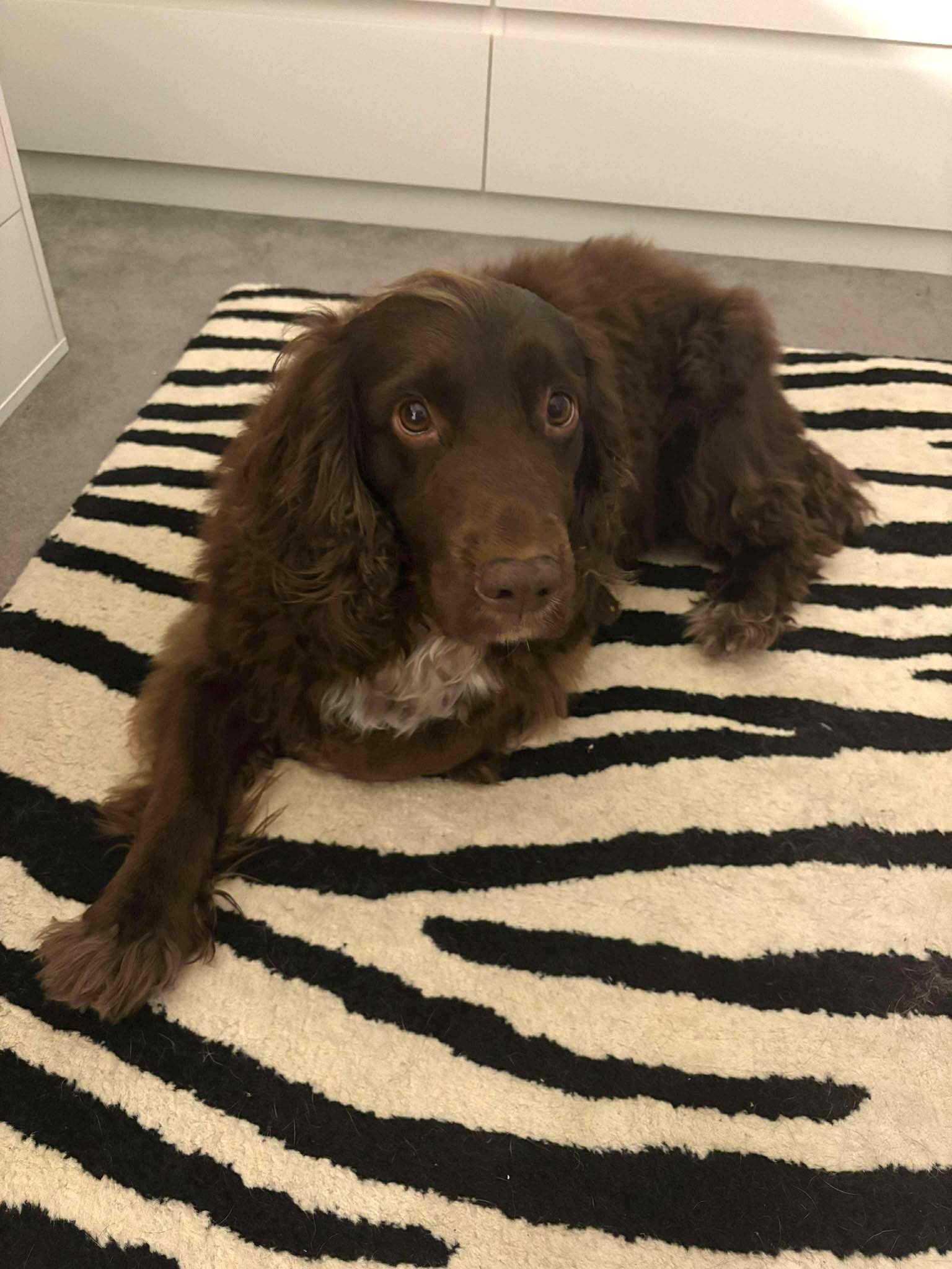 Image of Loki, 7 year-old Spaniel, on a zebra rug. Looking for a foster or forever home, with Oscar Bassett Hound, from Leash of Life.