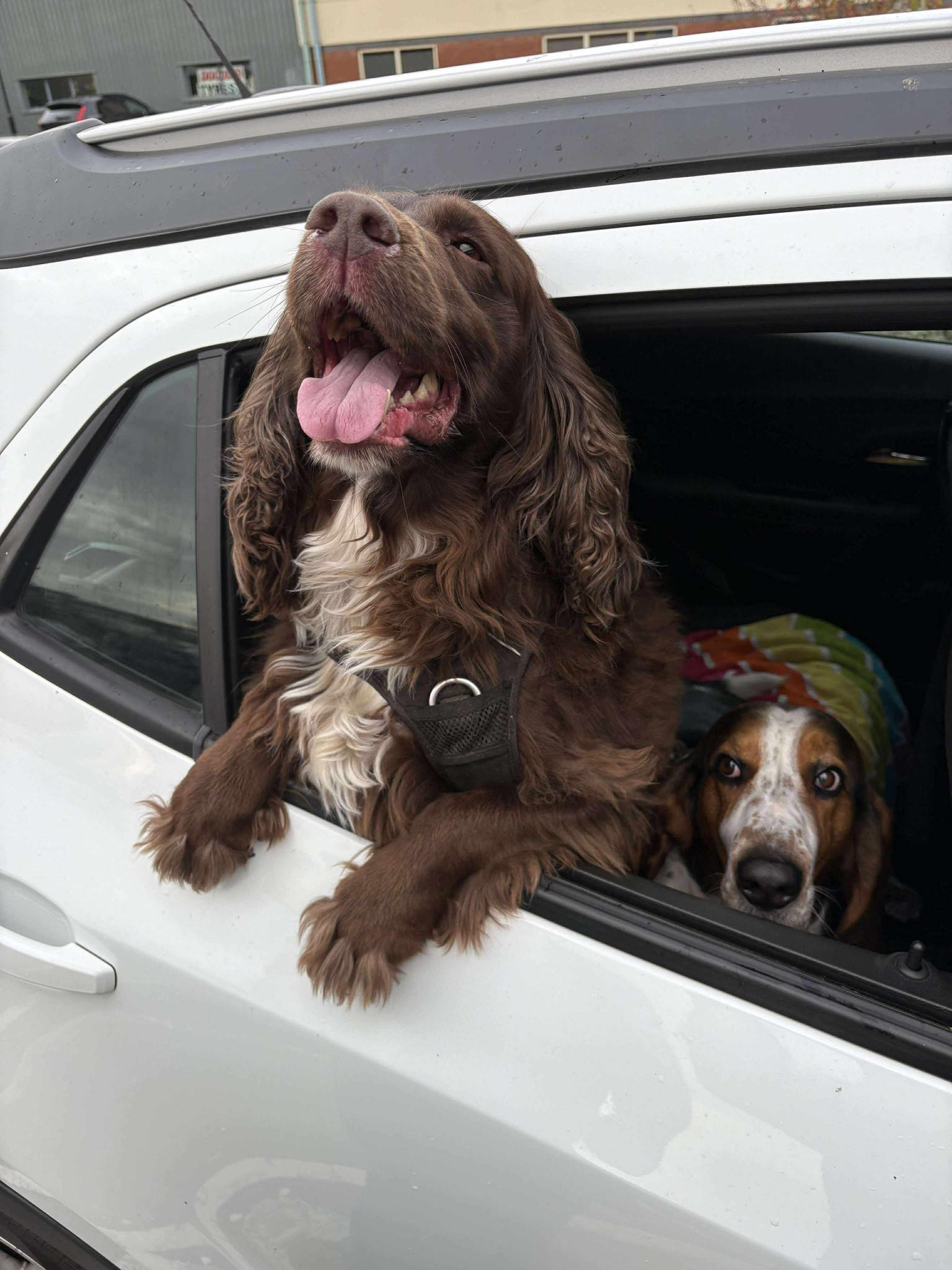 Image of Loki, 7 year-old Spaniel, and Oscar, 3-year-old Bassett Hound, at a car window. Looking for a foster or forever home together, from Leash of Life.