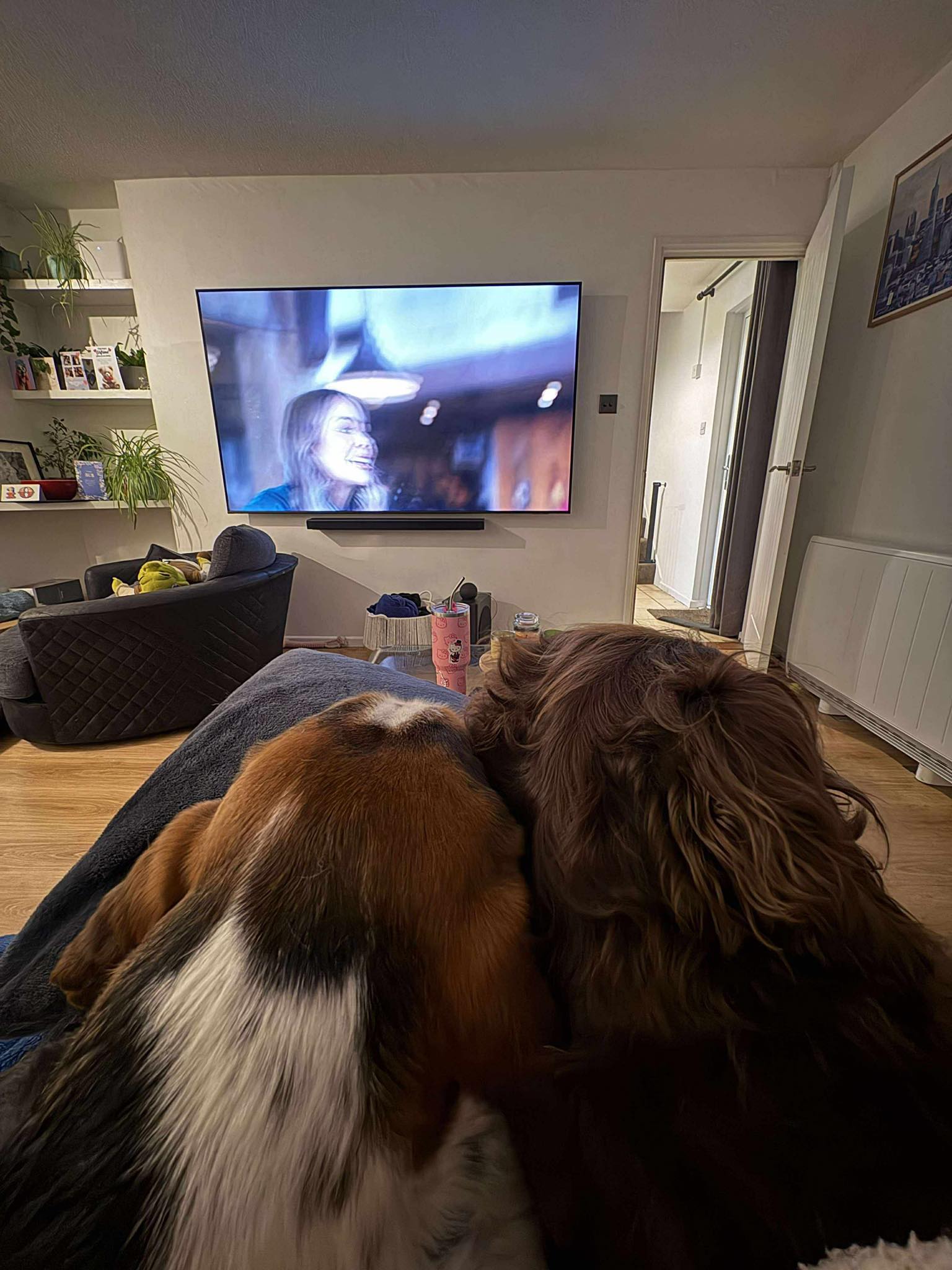 Image of Loki, 7 year-old Spaniel, and Oscar, 3-year-old Bassett Hound, watching TV. Looking for a foster or forever home together, from Leash of Life.