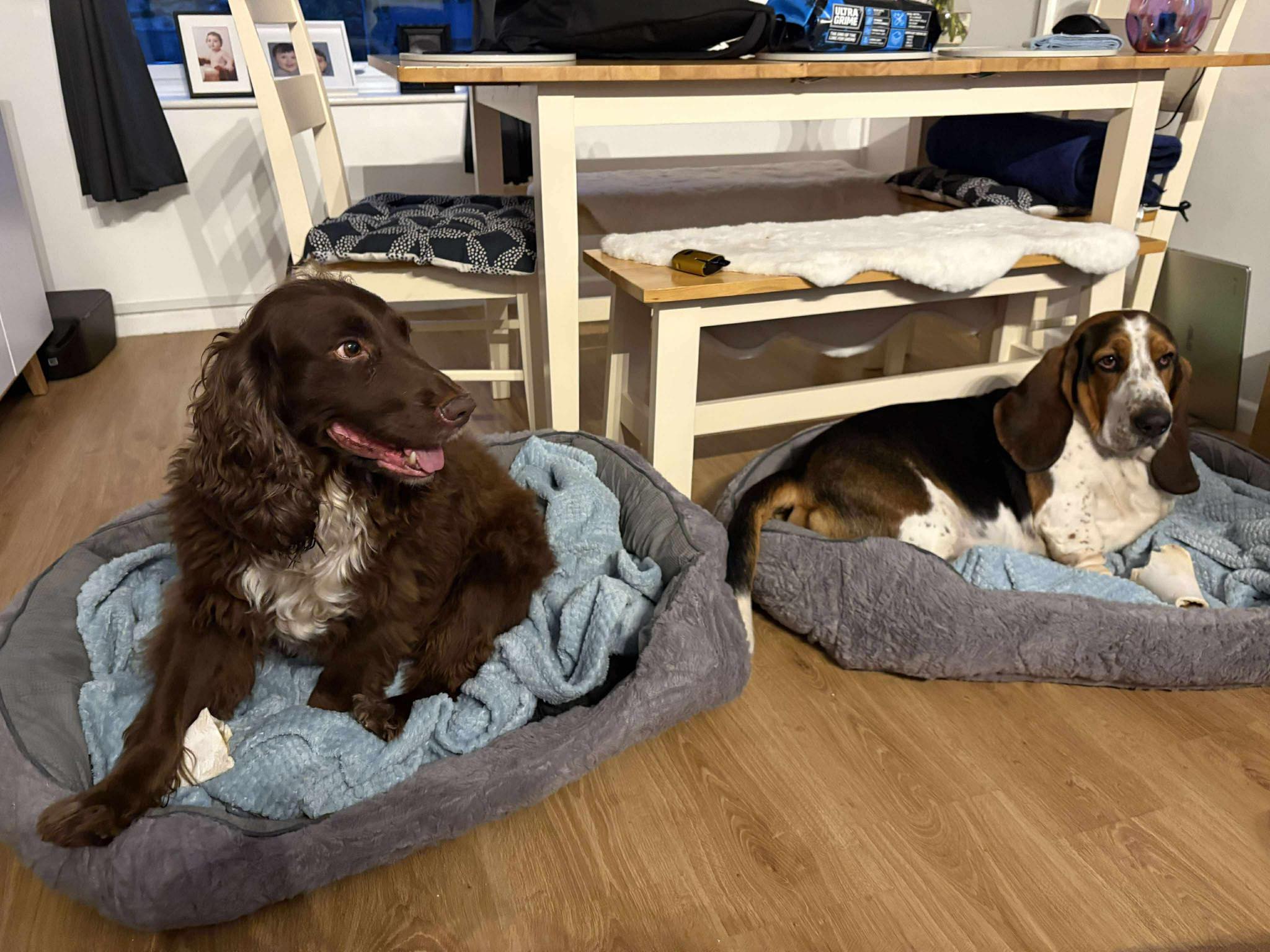 Image of Loki, 7 year-old Spaniel, and Oscar, 3-year-old Bassett Hound, in their beds. Looking for a foster or forever home together, from Leash of Life.