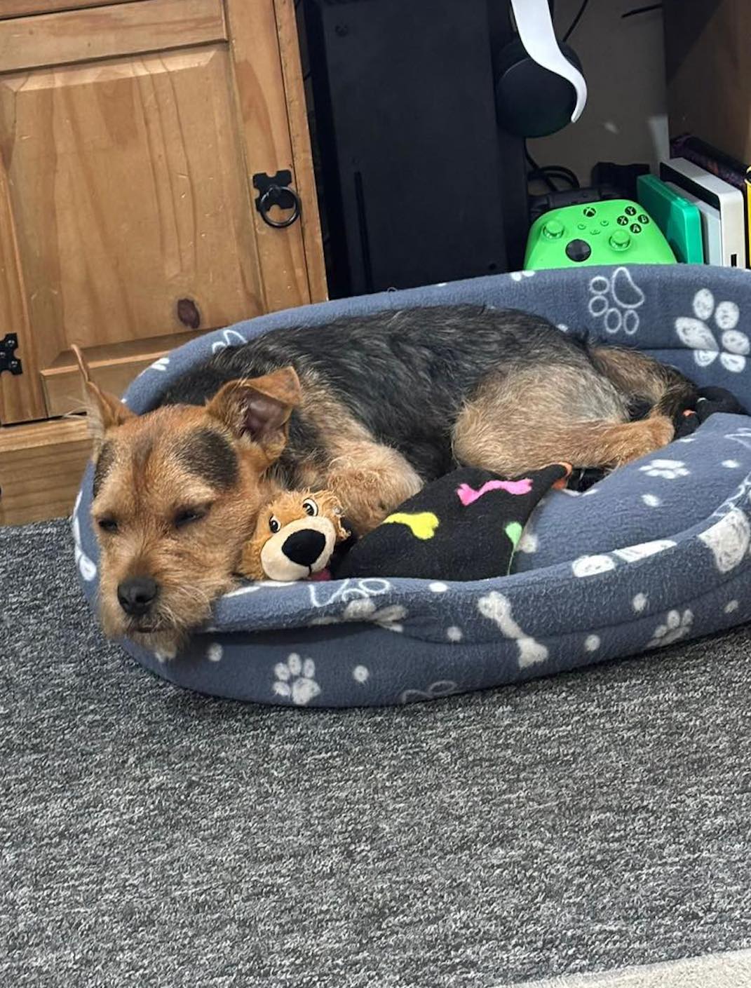 Image of dog Max, a 1 year-old Lakeland x Patterdale terrier, lying in his bed with his toys. Looking for a new forever home or a foster home, from Leash of Life.