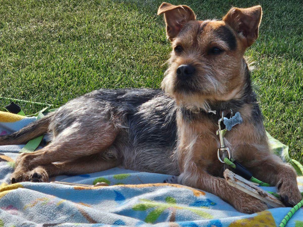 Image of dog Max, a 1 year-old Lakeland x Patterdale terrier, lying on a blanket on grass. Looking for a new forever home or a foster home, from Leash of Life.