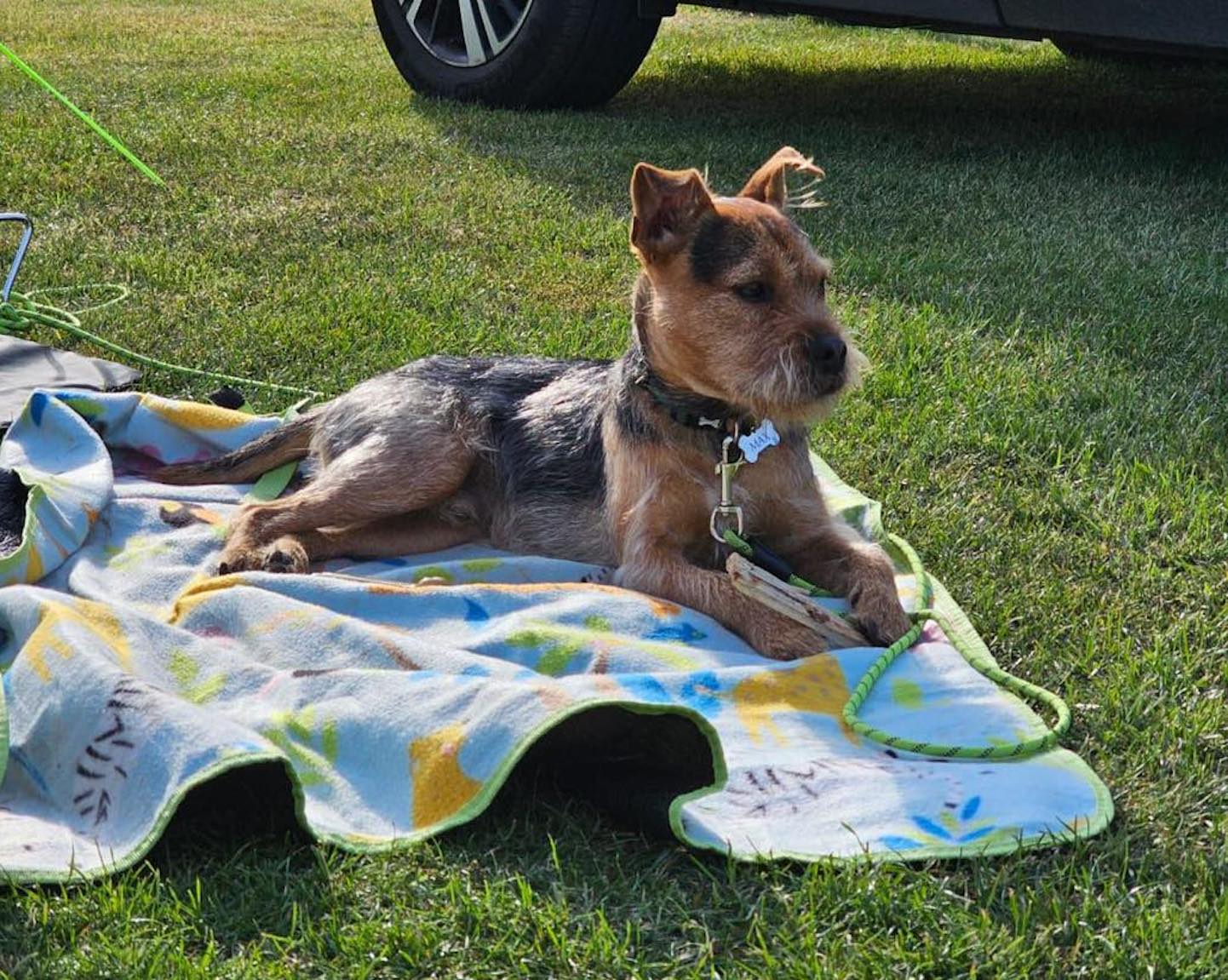 Image of dog Max, a 1 year-old Lakeland x Patterdale terrier, lying on a blanket. Looking for a new forever home or a foster home, from Leash of Life.