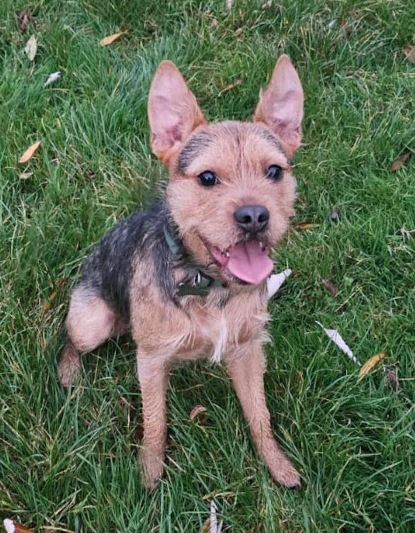 Image of dog Max, a 1 year-old Lakeland x Patterdale terrier. Looking for a forever home or a foster home, from Leash of Life.