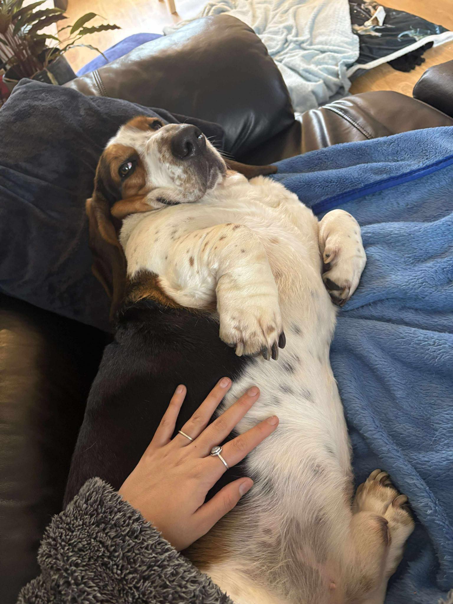 Image of Oscar, 3-year-old Bassett Hound, having his tummy tickled. Looking for a foster or forever home, with Loki spaniel, from Leash of Life.